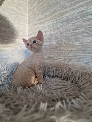 Devon Rex Kitten können mit 12 Wochen umziehen zu Ende Juni  