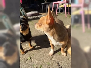 Wunderschöne Chihuahua-Hündin  "Aliya " sucht liebevolles Zuhause