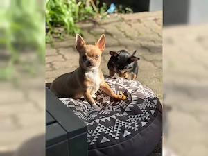 Wunderschöne Chihuahua-Hündin  "Aliya " sucht liebevolles Zuhause