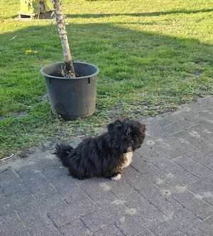 Shih Tzu Welpe Rüde