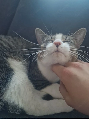 unsere kleine coco sucht dringend ein zuhause 
