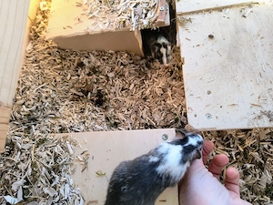 Wüstenrennmaus Gerbil 3 Mädchen, funktionierende Gruppe
