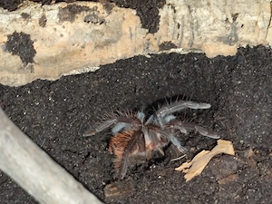 T. vagans unbestimmt ca. 3cm KL+Terrarium 