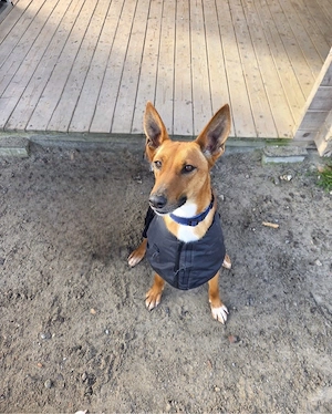 Podenco Hündin