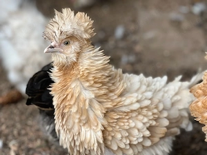 BE Eier Bruteier Strupphuhn Zwergstrupphühner Frizzle