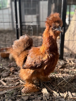 BE Eier Bruteier Zwergseidenhühner US Silkies Seidenhühner  Bild 2