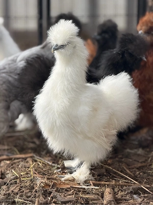 BE Eier Bruteier Zwergseidenhühner US Silkies Seidenhühner  Bild 3