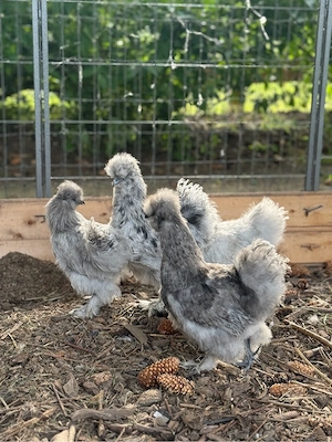 BE Eier Bruteier Zwergseidenhühner US Silkies Seidenhühner  Bild 4