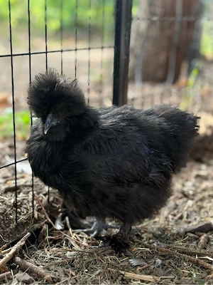 BE Eier Bruteier Zwergseidenhühner US Silkies Seidenhühner  Bild 5
