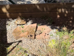 griechische Landschildkröte