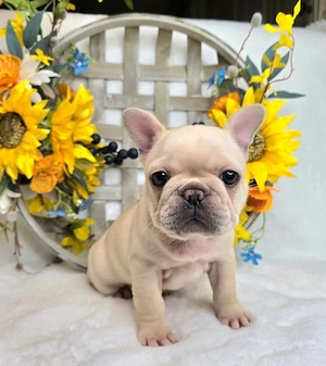 Entzückende französische Bulldoggenwelpen zu verkaufen