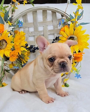 Entzückende französische Bulldoggenwelpen zu verkaufen