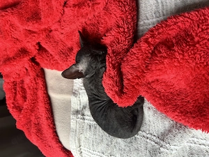 Sphynx Katze, kitten,