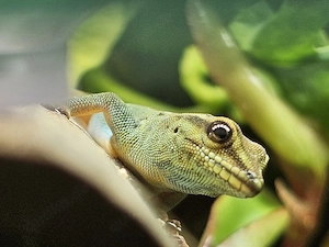 Lygodacrtylus Williamsi Weibchen