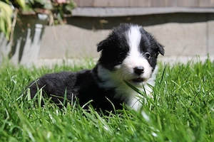 sieben Hundebabys