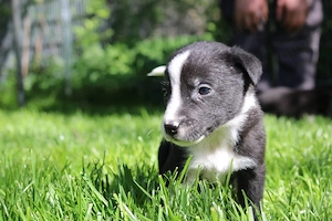 sieben Hundebabys