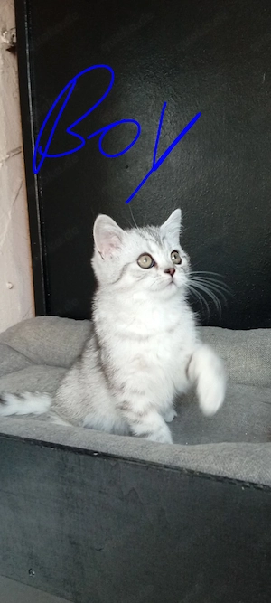 BKH Männliche kitten ..
