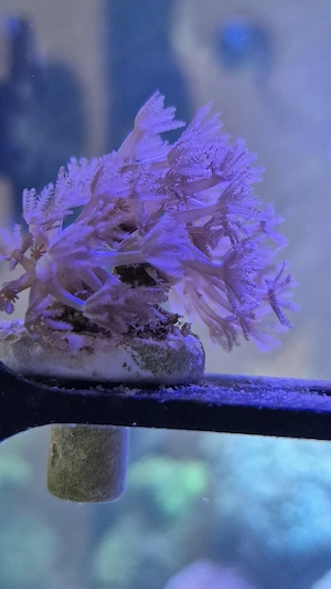 Pumpende Xenia - Xenia umbellata - Koralle