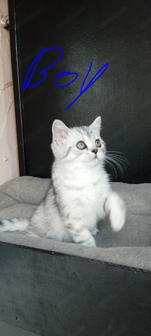 BKH Kitten Männliche 
