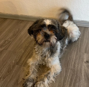 Lou Shih tzu 