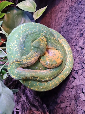 High yellow sibling Männchen 