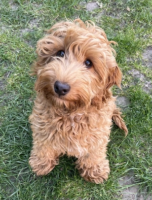 Cockapoo Jungrüde sucht liebevolles Zuhause