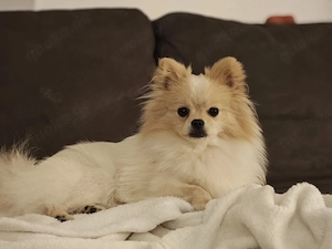 Süßer Pomchi Welpe (Pomeranian x Chihuahua)