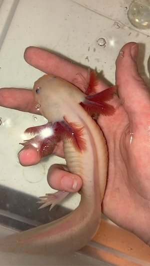 Axolotl Mischlinge 