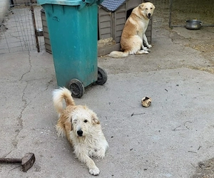 LUCA - ist bereit für Abenteuer (wartet in Rumänien) Bild 4