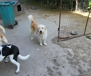 LUCA - ist bereit für Abenteuer (wartet in Rumänien) Bild 3
