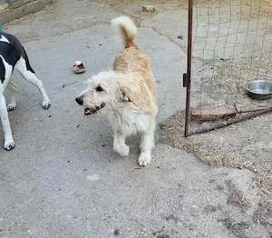 LUCA - ist bereit für Abenteuer (wartet in Rumänien) Bild 2
