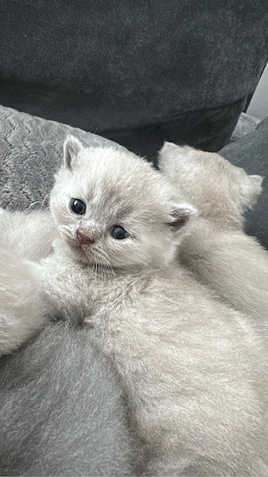 Reinrassige BKH Kitten 