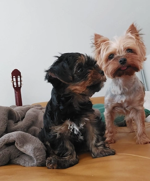 Yorkshire Terrier 