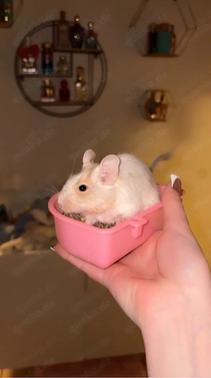 Degu mädels