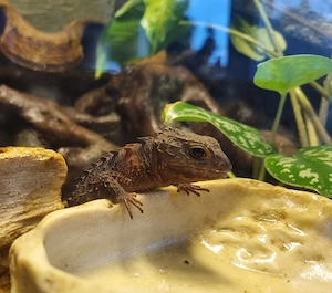 Rotaugen-Buschkrokodil (Tribolonotus gracilis