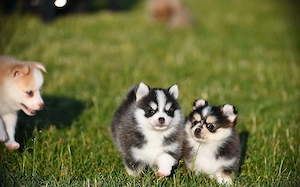 Liebevoller Pomsky sucht ein neues Zuhause