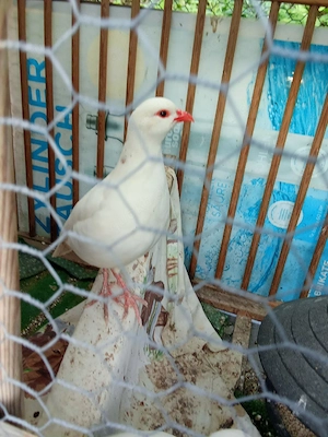 Steinhühner aus der Türkei abzugeben