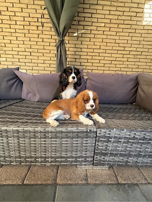 Cavalier King Charlls Spaniel