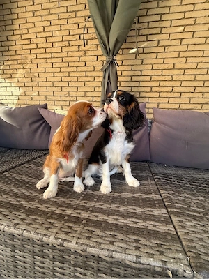 Cavalier King Charlls Spaniel