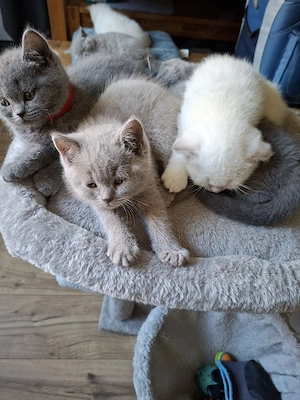 Süße Kitten