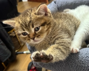 BKH Kitten   