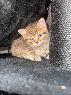 BKH Kitten suchen ihr traumzuhause   