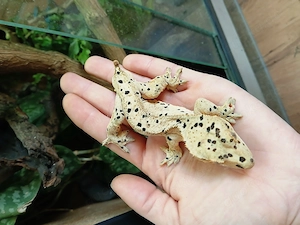 1.0 Super Dalmatiner  Correlophus ciliatus Kronengecko adult