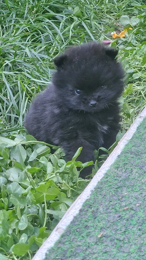 Süße Pomeranian Bärchen 