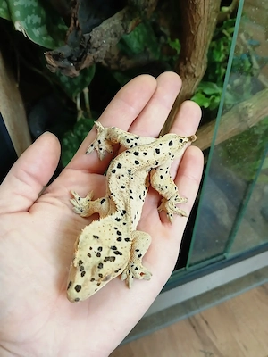 1.0 Super Dalmatiner  Correlophus ciliatus Kronengecko adult
