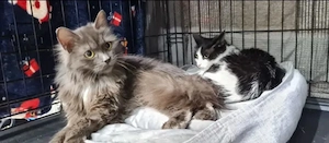 Tiki & Sophie Dreamteam sucht traumhafte Familie