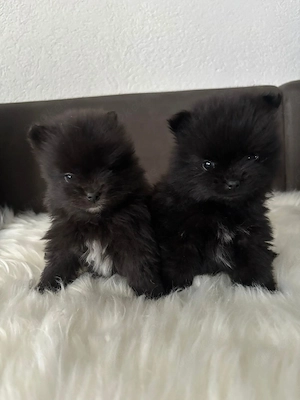 Reinrassige Pomeranian Bärchen 