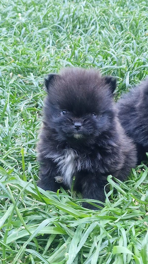 Reinrassige Pomeranian  Bild 3
