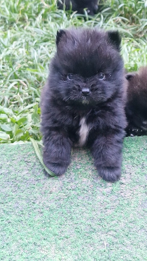 Reinrassige Pomeranian  Bild 4