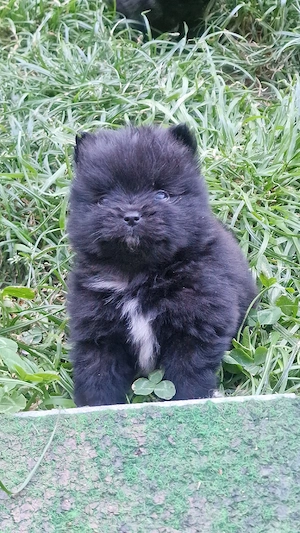 Pomeranian Bärchen 
